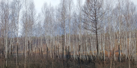 Чрезвычайная пожароопасность ожидается в Нижегородской области с 17 июня - Комсомольская Правда