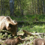 Медведицу с медвежатами запечатлела фотоловушка в Нижегородской области - Комсомольская Правда