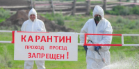 Карантин ввели в Нижегородской области из-за повилики - НИА Нижний Новгород