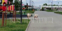 Два огромных алабая терроризируют жителей ЖК в Нижнем Новгороде - фото 1 - vGorodeN.Ru