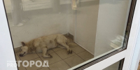 Нижегородцам запретили устраивать кладбища домашних животных - ProGorodNN.Ru