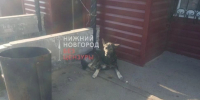 Бастрыкин шокирован нападением на нижегородского ребенка - NewsNN.Ru