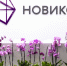 Прибыль НОВИКОМа за первое полугодие 2025 года составила 14,5 млрд рублей - NewsNN.Ru