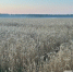 Очередной поселок исчезнет с карты Нижегородской области - фото 1 - vGorodeN.Ru