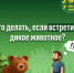 Медведицу с медвежатами встретили в Лукояновском округе - Министерство лесного хозяйства