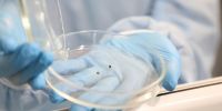 Клещи продолжают атаковать жителей Нижегородской области - НИА Нижний Новгород