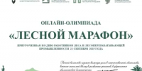 Онлайн-олимпиада «Лесной марафон» проходит в Нижегородской области - Министерство лесного хозяйства