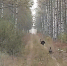 В Керженском заповеднике показали, что такое ложный ток у глухарей - Нижегородская правда