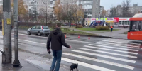Иномарка сбила людей и собаку на пешеходном переходе в Нижнем Новгороде - фото 1 - vGorodeN.Ru