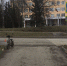 В Нижнем Новгороде юный водитель самоката врезался в легковушку - ProGorodNN.Ru