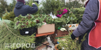 Где в Нижнем Новгороде будут продавать новогодние елки: список мест - ProGorodNN.Ru