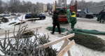 Продавцов "пиратских" елей поймали в Советском районе