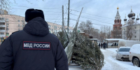 Полиция изъяла 330 елок на незаконных точках продаж в Нижнем Новгороде - НИА Нижний Новгород