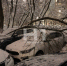 Дерево рухнуло на четыре машины во дворе в Нижнем Новгороде - фото 1 - vGorodeN.Ru