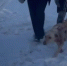 Нижегородец протащил привязанную к машине собаку в попытке избавиться от нее - Сетевое издание Живем в Нижнем