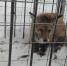 Раненую лису поймали недалеко от детского сада в Нижнем Новгороде - фото 1 - vGorodeN.Ru