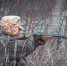 60 волков и 215 лисиц добыли в Нижегородской области в 2025 году - НИА Нижний Новгород
