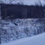 Сибирская косуля попала на камеру в лесу в Нижегородской области - фото 1 - vGorodeN.Ru