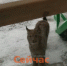 Специалисты не нашли рысь около детского сада на Бору - ИА Нижний сейчас