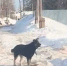Собака сорвалась с цепи и напала на 8-летнего школьника в Кулебаках - Сетевое издание Живем в Нижнем
