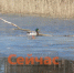 Сезон охоты на пернатую дичь открылся в Нижегородской области - ИА Нижний сейчас