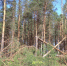Ущерб от незаконных рубок нижегородских лесов превысил 6 миллионов рублей - ИА Нижний сейчас