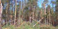 Ущерб от незаконных рубок нижегородских лесов превысил 6 миллионов рублей - ИА Нижний сейчас