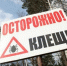 Трое детей пострадали от клещей в Нижегородской области - ИА Нижний сейчас