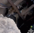 Собаку спасли из подвала полуразрушенного дома в Кстове: видео - фото 1 - vGorodeN.Ru