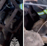 Спасатели вытащили собаку из подвала заброшенного дома в Кстове - НИА Нижний Новгород