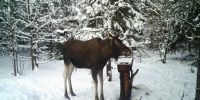 В нижегородских лесах резко выросла численность лосей и косуль - ProGorodNN.Ru