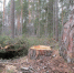 Нижегородец незаконно вырубил лес на 16 000 000 рублей  - фото 1 - vGorodeN.Ru