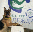 Более 30 воспитанников городского зооцентра «Надежда» примут участие в соревнованиях по выставочной дисциплине «Хендлинг» 19 апреля - Администрация г. Нижний Новгород