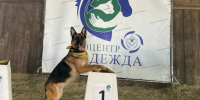 Более 30 воспитанников городского зооцентра «Надежда» примут участие в соревнованиях по выставочной дисциплине «Хендлинг» 19 апреля - Администрация г. Нижний Новгород