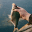 В Нижегородской области меняется состав рыбы из-за климата - Newsroom24.Ru
