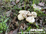 Весенние грибы в городе: нижегородцы находят рядовки в парке Пушкина