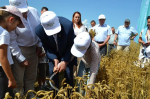 Новые сорта пшеницы представили на празднике первого снопа в Городецком округе